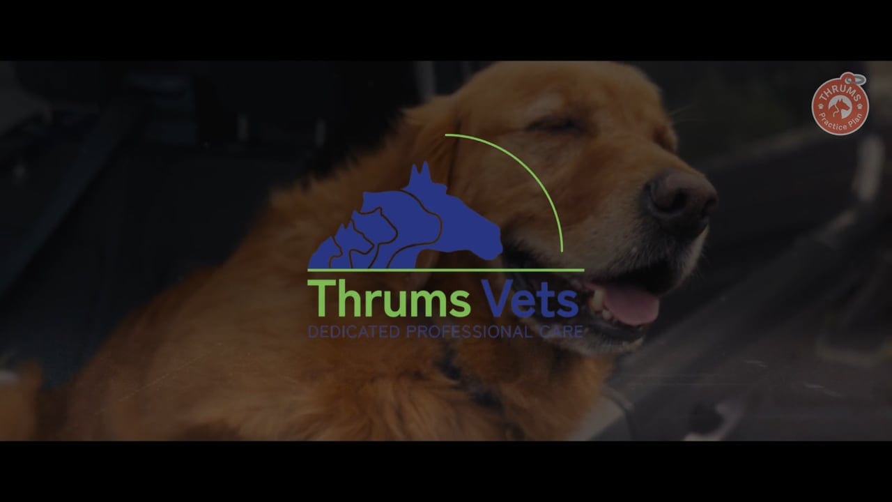 Thrums Vets, Thrums Vets
